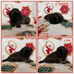 Noelle - Sable female Shih Tzu puppy in Yelm, Washington from Lala's All Star Shih Tzu