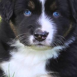 SHADOW - Black tri-color male Australian Shepherd puppy in Spencerville, Ohio from Awesome Wigglin Aussies