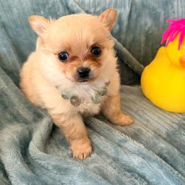 Fuji Pomchi - Blue fawn male Chihuahua puppy in Seneca, Missouri from Stephanie’s Puppy Colony