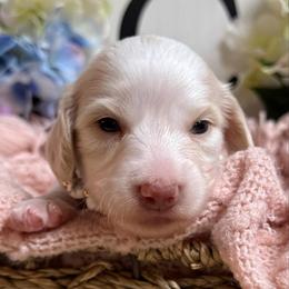 Angel - Piebald female Dachshund puppy in Fayetteville, West Virginia from Loop Creek Dachshunds