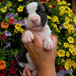 Molly - Brown brindle female American Staffordshire Terrier puppy in Clintwood, Virginia from SkyBlue Kennel