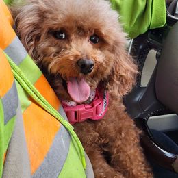 Cavapoo, Maltese, Maltipoo, and Poodle Puppies from Mt.BakerPoodles&Doodles