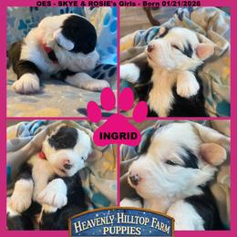 PINK collar girl - Black and white female Old English Sheepdog puppy in Charlo, Montana from Heavenly Hilltop Farm