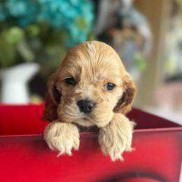 Boy 4 - Buff male Cocker Spaniel puppy in Spanish Fork, Utah from Britts.Darling.Doodles