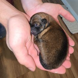 Temporarily named Shawn - Sesame male Shiba Inu puppy in Iowa from Pineapple Kennels