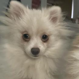 Solar - Blue female Pomeranian puppy in Stockton, California from CutiePoms