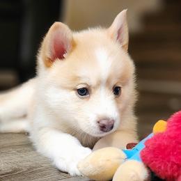 Girl 1 - Pomsky puppy in Elkton, Maryland from Pomsky Palace llc
