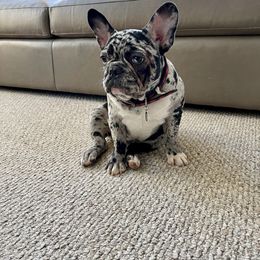 French Bulldog All Grown Up from Beau's French Bulldogs