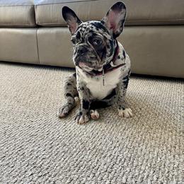 French Bulldog All Grown Up from Beau's French Bulldogs
