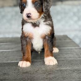 Pisa - Blue merle male Bernedoodle puppy in Millersburg, Ohio from T Sanctum