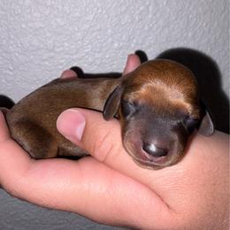 Girl 1 - Red female Dachshund puppy in City Of Atwater, California from Lil One Acre