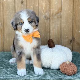 Baron UNFURNISHED - Blue merle male Bernedoodle puppy in Bellville, Ohio from Bernedoodle Buddies