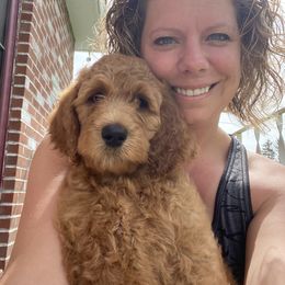 Goldendoodle Puppies from Two Ps in a Pod