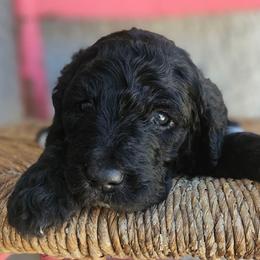 Denali - Black female Goldendoodle puppy in Tucson, Arizona from Ever After Doodles Arizona