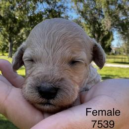 Bella 7539 - Apricot female Goldendoodle puppy in Arcadia, Florida from KnuDawn Goldendoodles