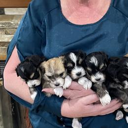 Havanese from Jodi Welscott