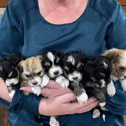 Havanese from Jodi Welscott