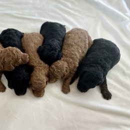 Bernedoodle, French Bulldog, Goldendoodle, and Sheepadoodle Puppies from Farm Fresh Doodles