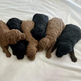 Bernedoodle, French Bulldog, Goldendoodle, and Sheepadoodle Puppies from Farm Fresh Doodles