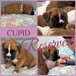 Cupid - Fawn female Boxer puppy in Junction City, Oregon from Vincent's Pride Boxers ~ Dudley's Dream Boxers