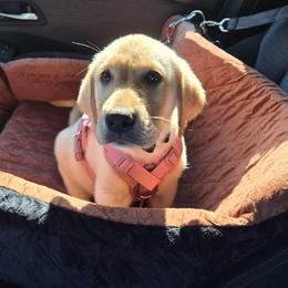 Cotton - Yellow female Labrador Retriever puppy in Morrilton, Arkansas from Ancient Dogges Performance Dogs
