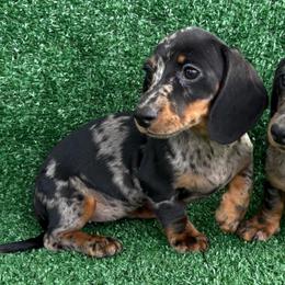 Fancy - Dapple female Dachshund puppy in Hawley, Texas from Foxy’s Dachshunds & Toy Aussies