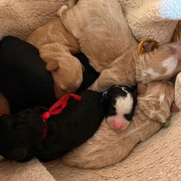 Pink - Brown female Bernedoodle puppy in Travelers Rest, South Carolina from Bernedoodle.do