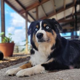 Boots - Australian Shepherd