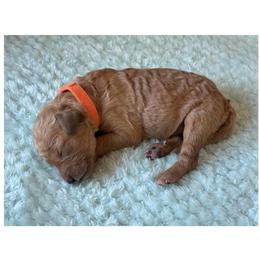 Boy 3- Orange - Apricot male Goldendoodle puppy in Ankeny, Iowa from Iowadoodles2love