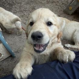 Sweet pea Serenade - Dark golden female Golden Retriever puppy in Gainesville, Florida from Heart and Soul Dog Breeding, Inc.