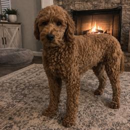 Kennedy - Goldendoodle