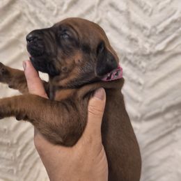Girl 1 - Rd whtn blk nose female Rhodesian Ridgeback puppy in Kansas City, Missouri from Stoneridge Ridgebacks