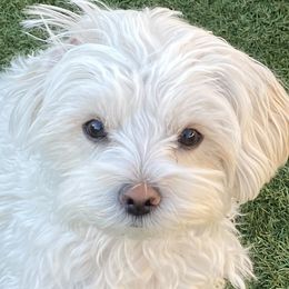 Antoinette (Annie) - Morkie