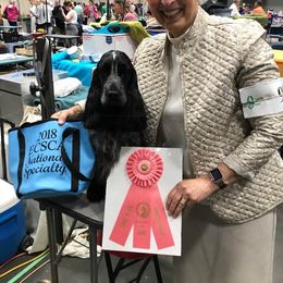 English Cocker Spaniel All Grown Up from Asherwood English Cockers