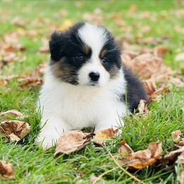 Australian Shepherd Puppies from Timber Run Aussies