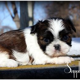 Shih Tzu Puppies from Devil Dogs Shih Tzu's