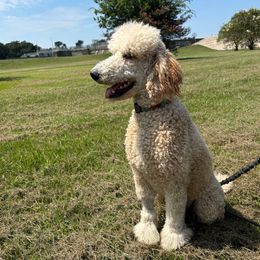 Guinevere - Apricot female Goldendoodle puppy in New Orleans, Louisiana from Golden Doodles of New Orleans
