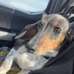 Bart - Dachshund