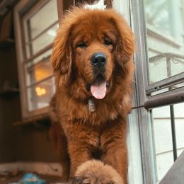 Tashi - Tibetan Mastiff