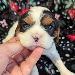Mr Darcy AKC - Tri-color male Cavalier King Charles Spaniel puppy in Placerville, California from Quartz Mountain Doodles