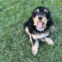 Bernedoodle and Poodle Puppies from Doggy Darlins