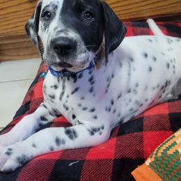 Pumpkin (LUA) - White and black male Dalmatian puppy in Grant, Michigan from Savannah Woltanski