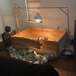 Dilute Retriever and Labrador Retriever Puppies from Moran’s Lab’s