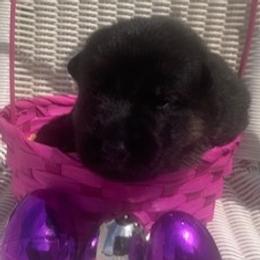 Daphnie - Black and red female German Shepherd puppy in Rockfield, Kentucky from Cheveyo German Shepherds