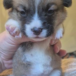 Sophie - Sable female Pembroke Welsh Corgi puppy in Checotah, Oklahoma from Skoal Creek Corgi's