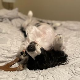 English Springer Spaniels from Tandem English Springer Spaniels