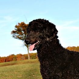 Pattycake - Poodle