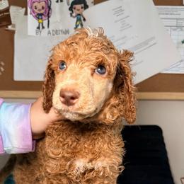 Simba - Black Band Boy - Apricot male Poodle puppy in Plainfield, New Jersey from Caris Paws Poodles and Labradoodles