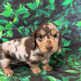 Wynona - Dapple female Dachshund puppy in Colbert, Oklahoma from Brooke Crenshaw