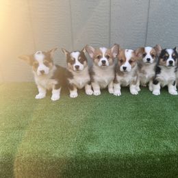 Pembroke Welsh Corgi Puppies from Chases Dream Kennel